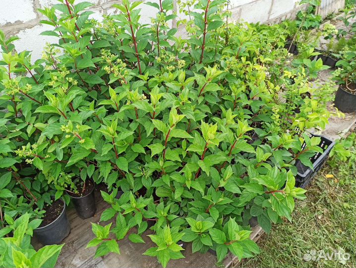 Гортензии метельчатые и широколистные