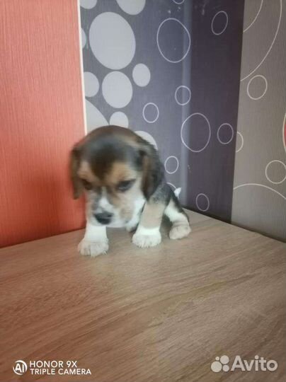 Щенки Бигль