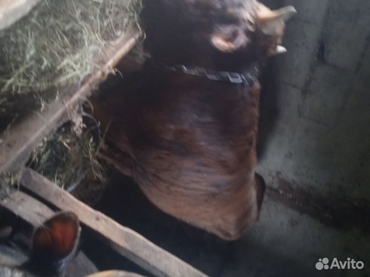 Бычки на откорм продам