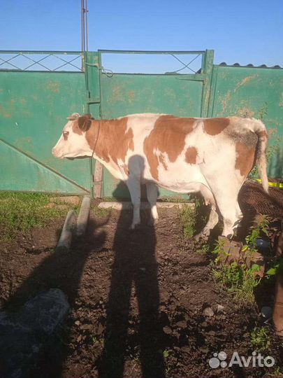 Коровы телята