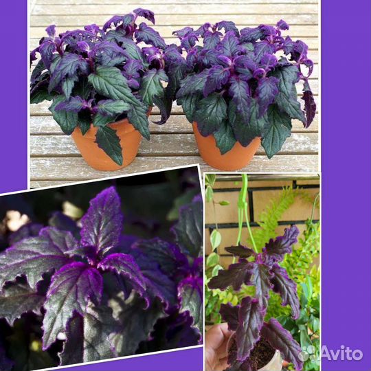 Комнатные растения