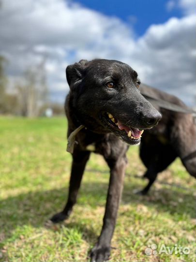 Монро в добрые руки