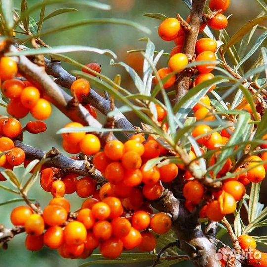 Саженцы облепихи оптом и в розницу: доставка по вс