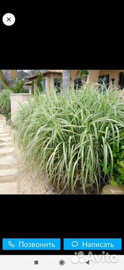 Продам много растений