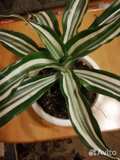 Драцена крупнолистная