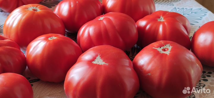 Семена редких коллекционных томатов