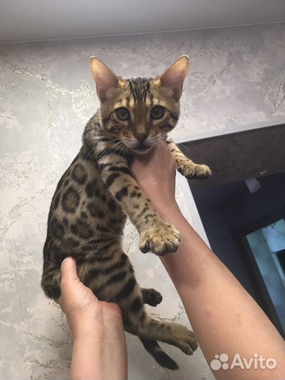 Бенгальские котята