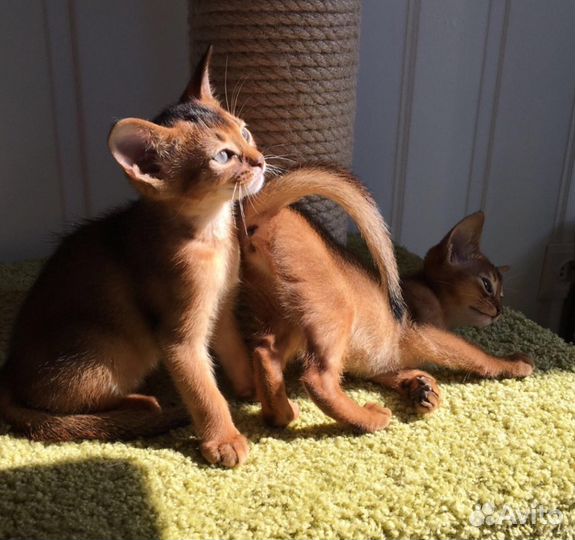 Абиссинские котята, помет С