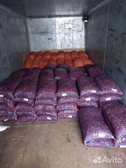 Лук Севок все сорта