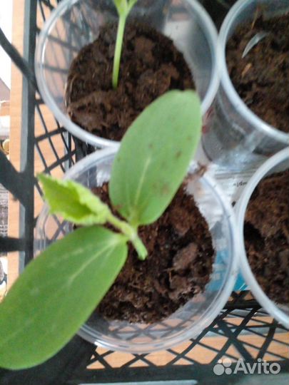 Рассада огурцов