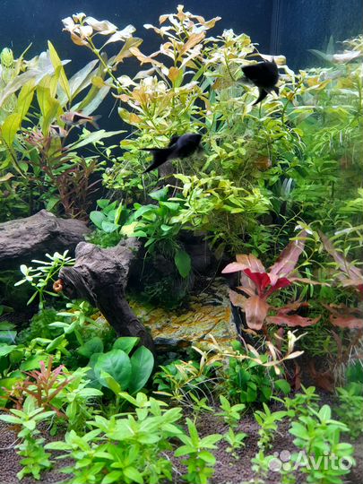 Обслуживание аквариумов