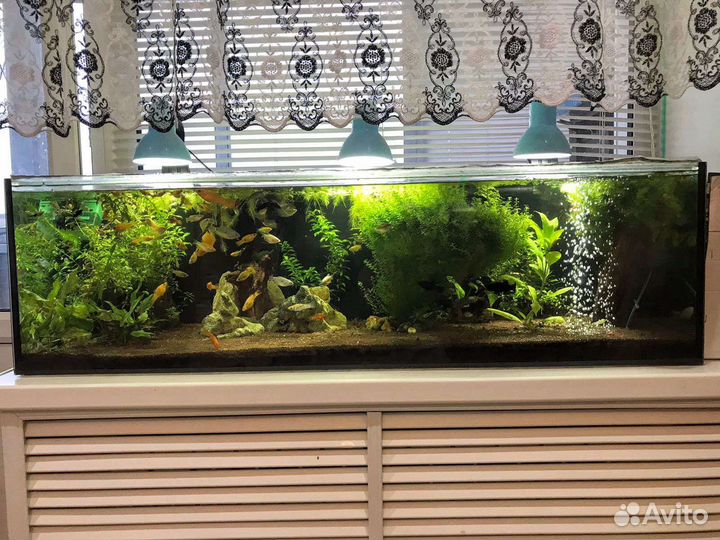 Аквариумы готовые запущенные