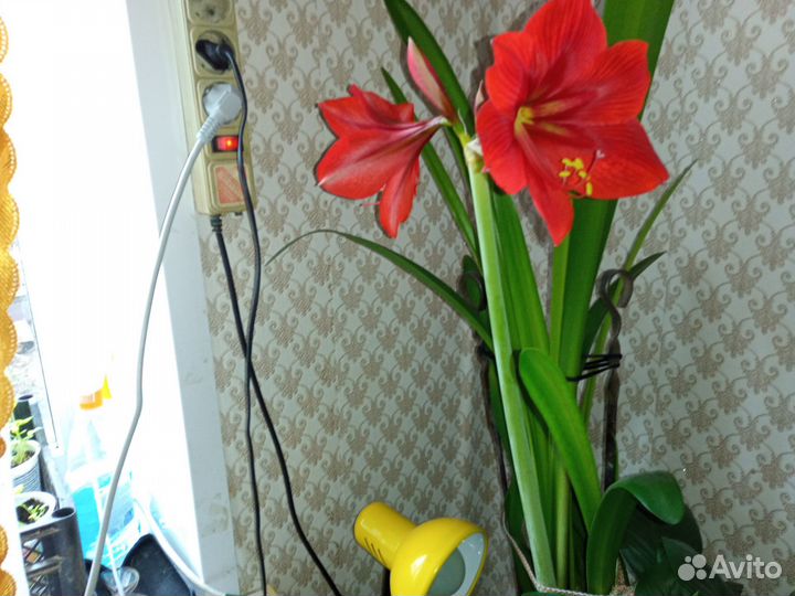Гиппеаструм амариллис луковицы и женское счастье