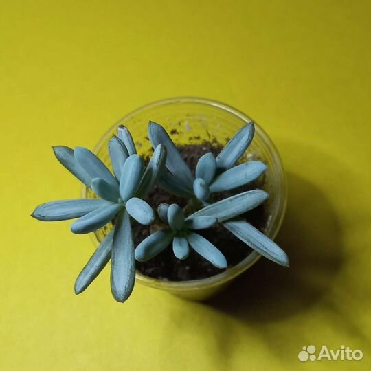 Суккуленты Крестовник ползучий (Серпенс)