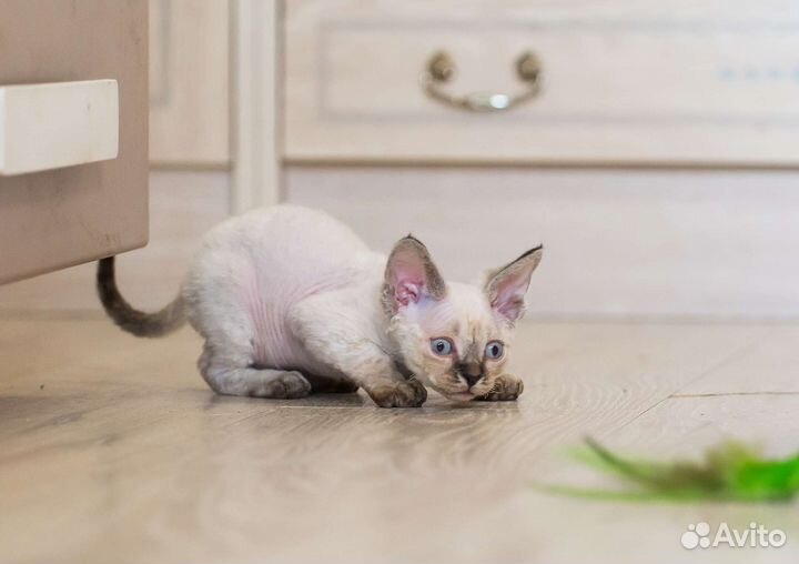 Девон-рекс мальчики