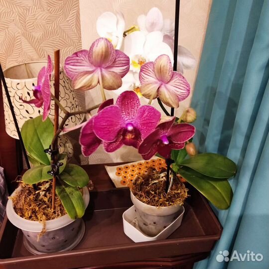 Орхидея фаленопсис