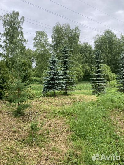 Ель голубая