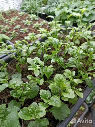 Вегетативная петуния и др