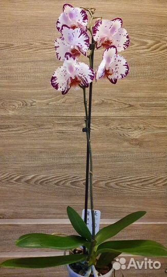 Сортовые орхидеи в наличии