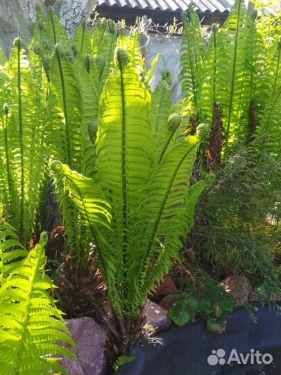 Папоротник декоративный садовый