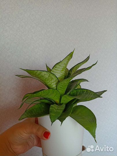 Сансевиерия Филиппин