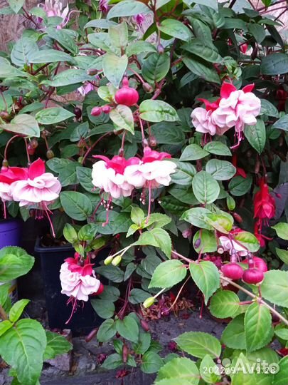 Фуксия цветущая