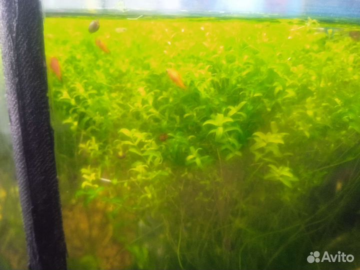 Рыбки гуппи и пицилии