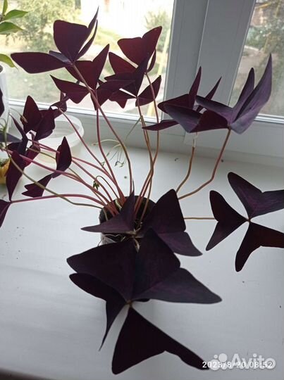 Кислица оксалис