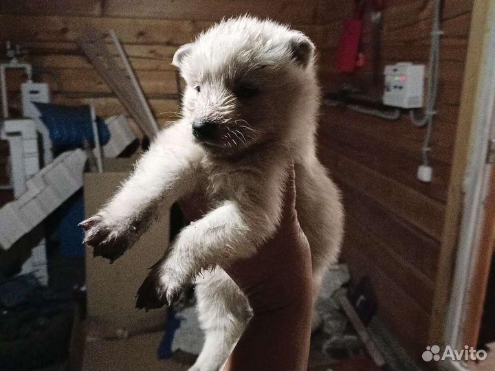 Самоедская лайка щенки