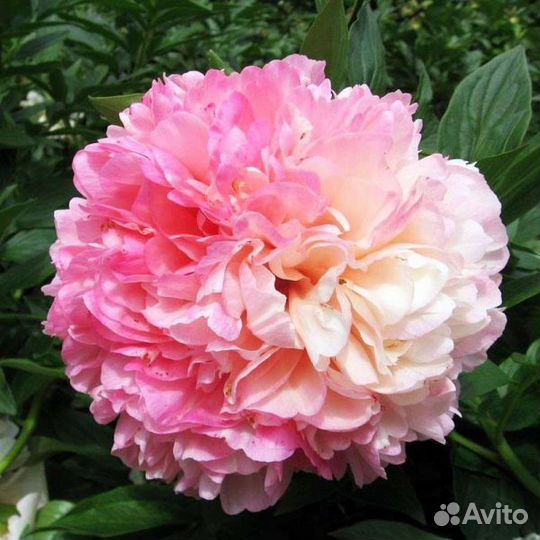 Пионы 13 сортов