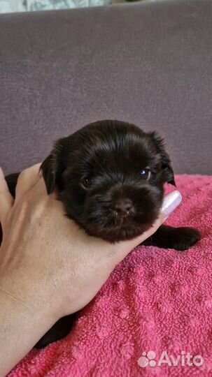 Шоколадные комочки счастья