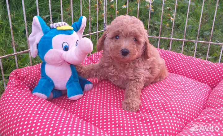 Малыши той-пуделя