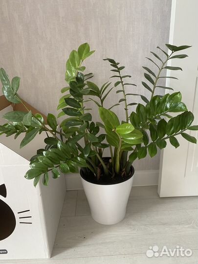 Замиокулькас