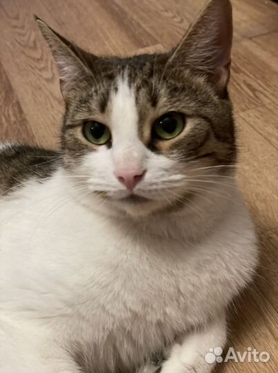 Кошки в добрые руки