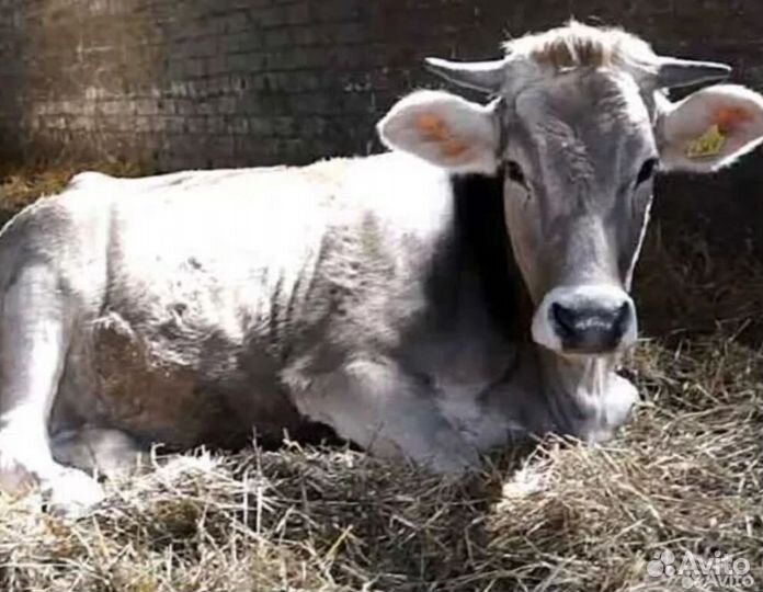 Пункт искусственного осеменения Крс