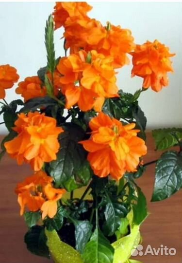 Кроссандра оранжевая(комнатный цветок)