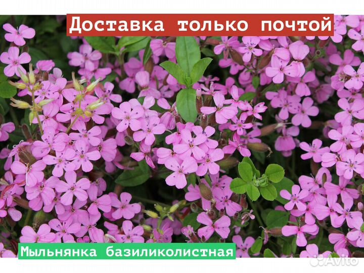 Мыльнянка базиликолистная