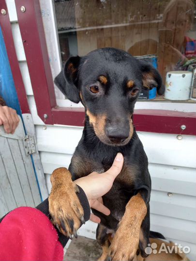 Отдам щенков