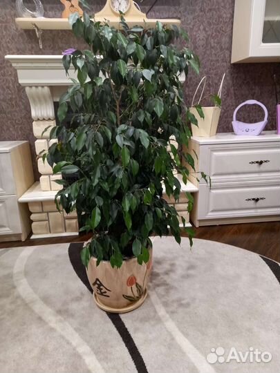 Фикус бенджамина