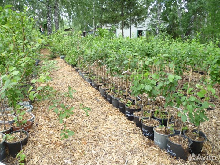 Саженцы сибниисхоза