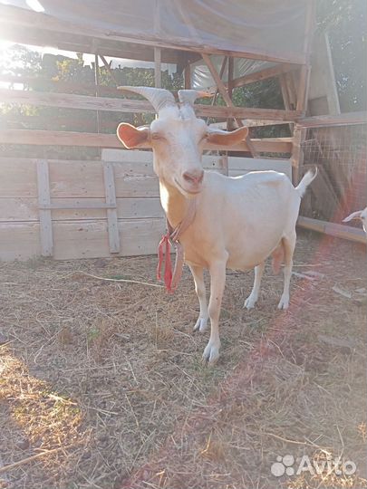 Козы, козлы