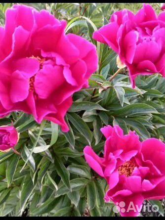 Пион Ксрл Розенфельд