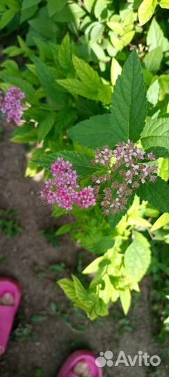 Спирея японская