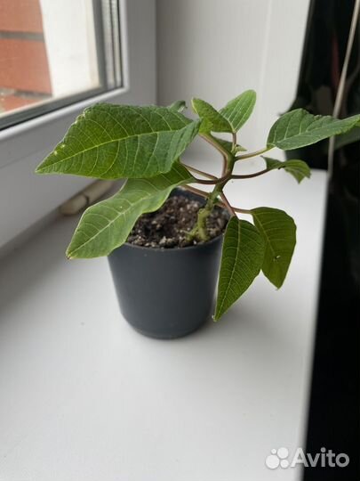 Фикус, пуансеттия, замиокулькас