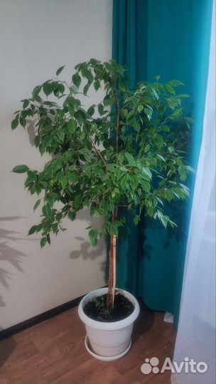 Фикус бенджамина пестролистный