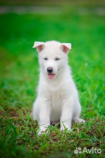 Шикарные белоснежные щеночки хаски из питомника