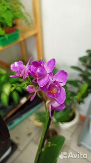 Орхидея фаленопсис