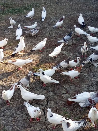 Голуби