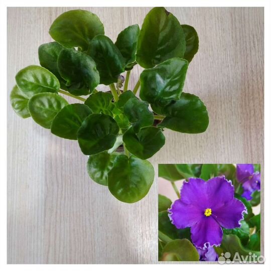 Взрослые фиалки