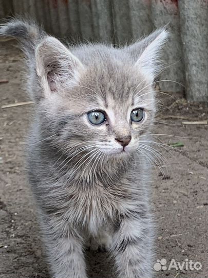 Отдам котяток